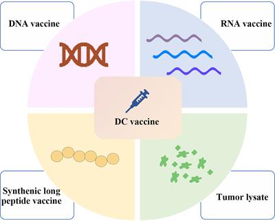 Frontiers | Personalized Neoantigen-Pulsed DC Vaccines: Advances In ...